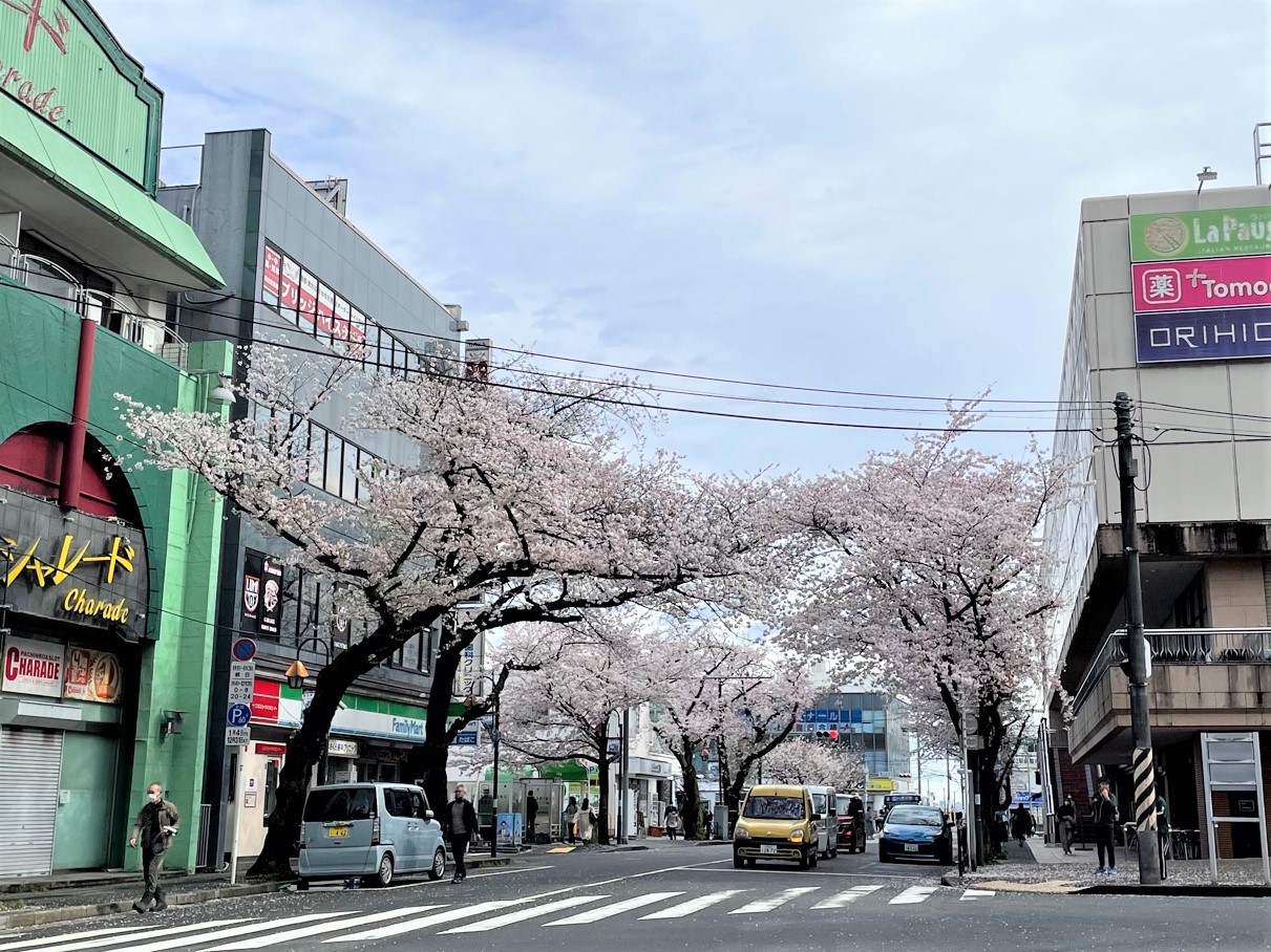 鷺沼駅前の桜