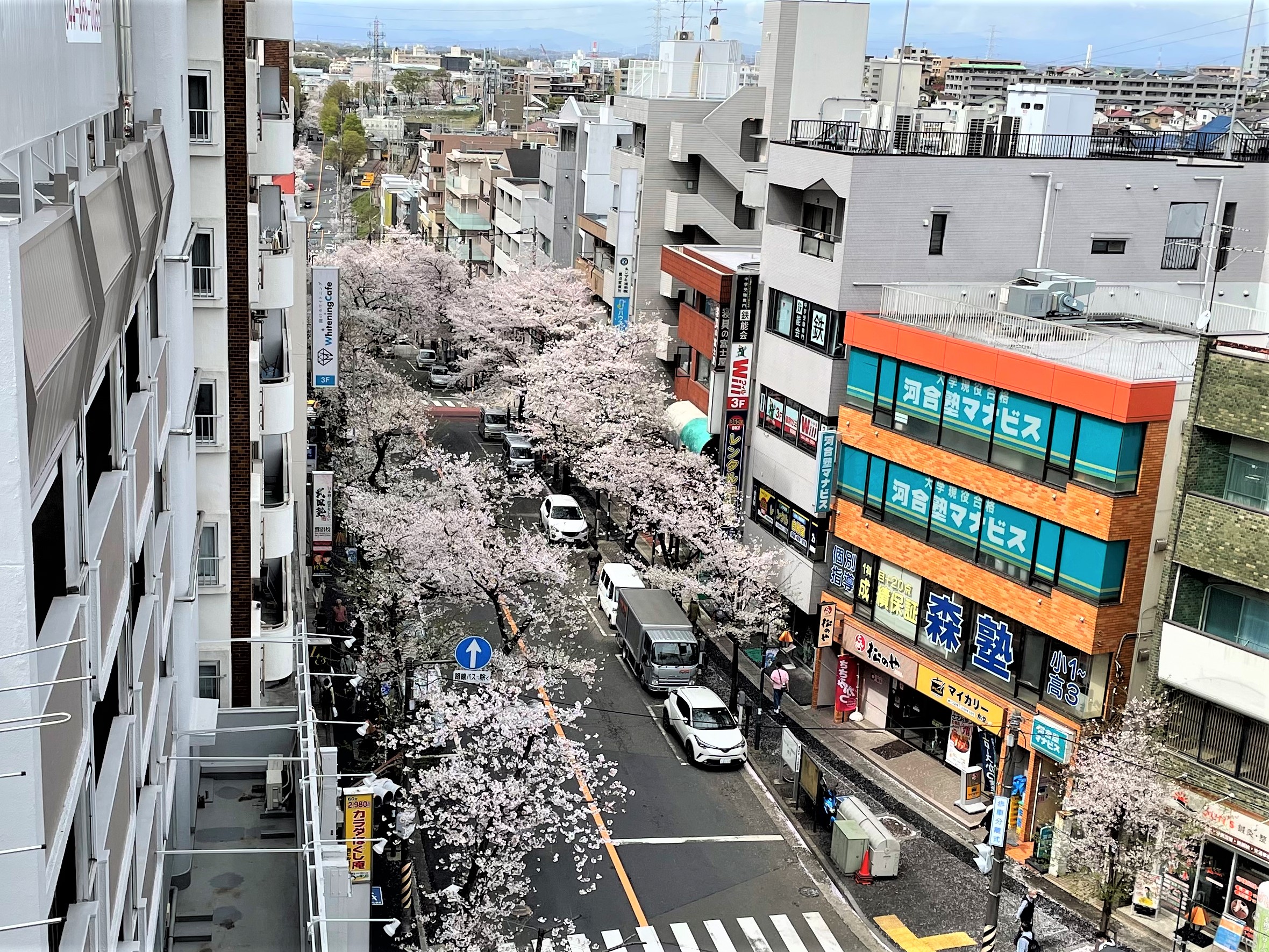 鷺沼駅前の桜