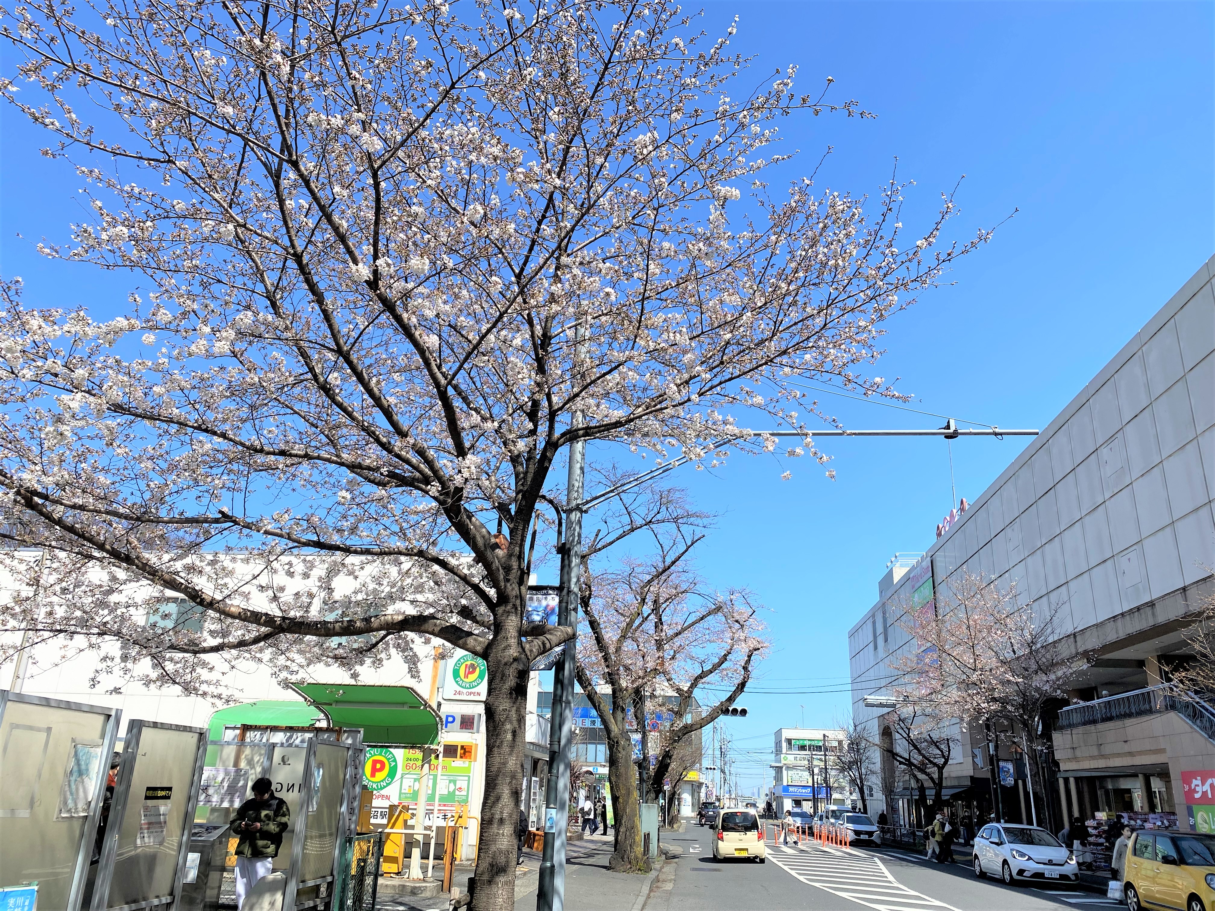 鷺沼駅前　桜
