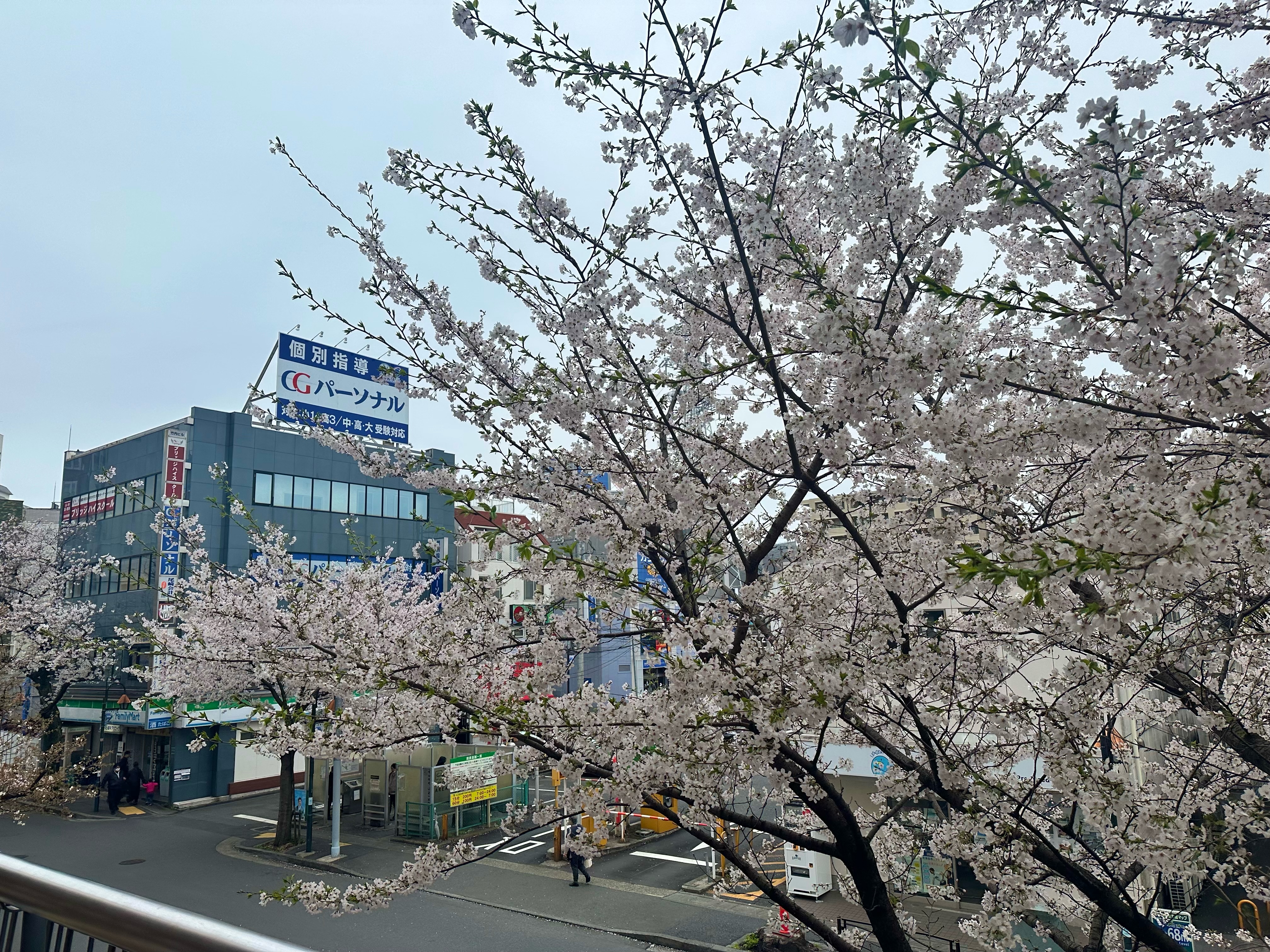 桜