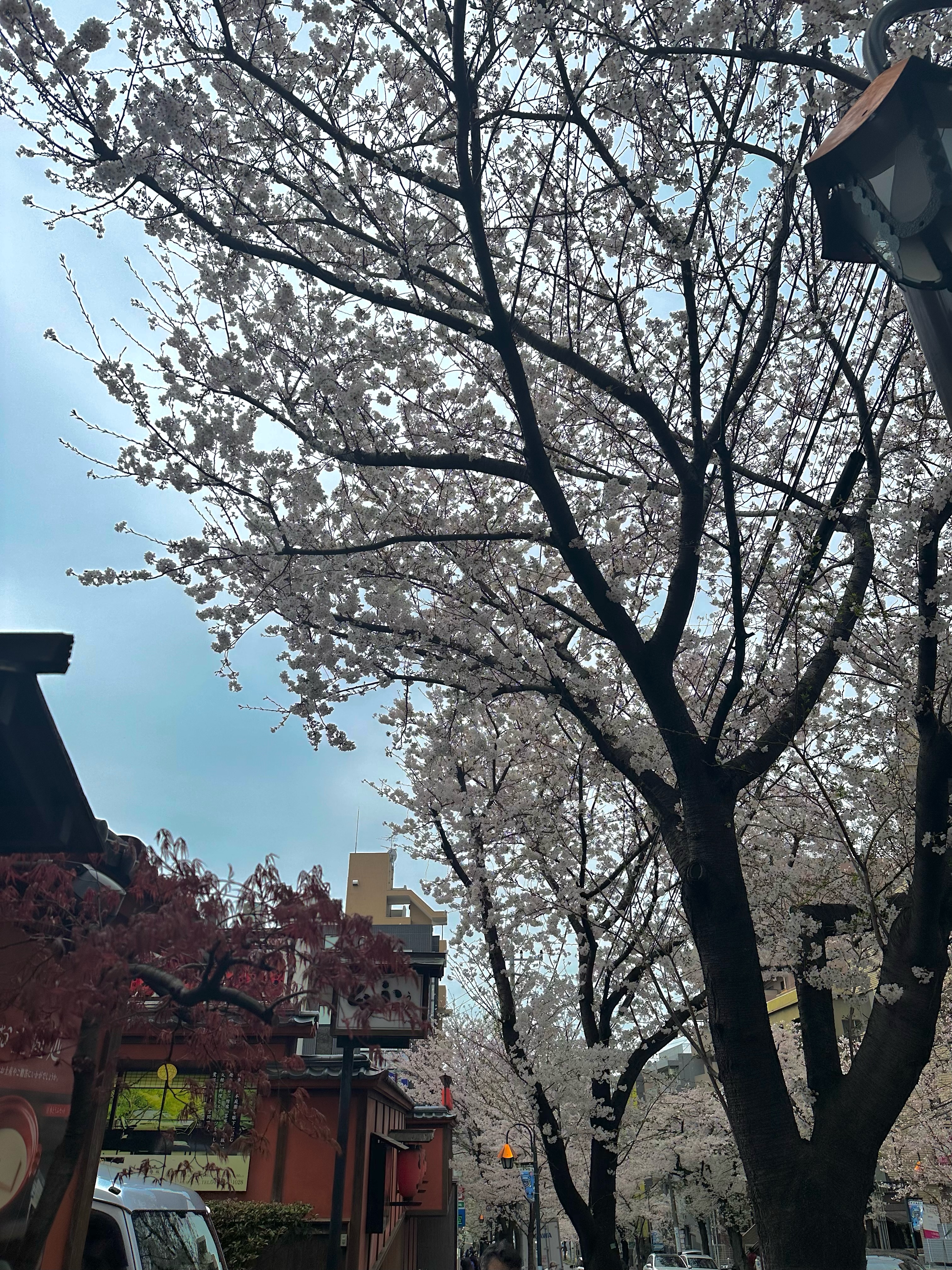 桜