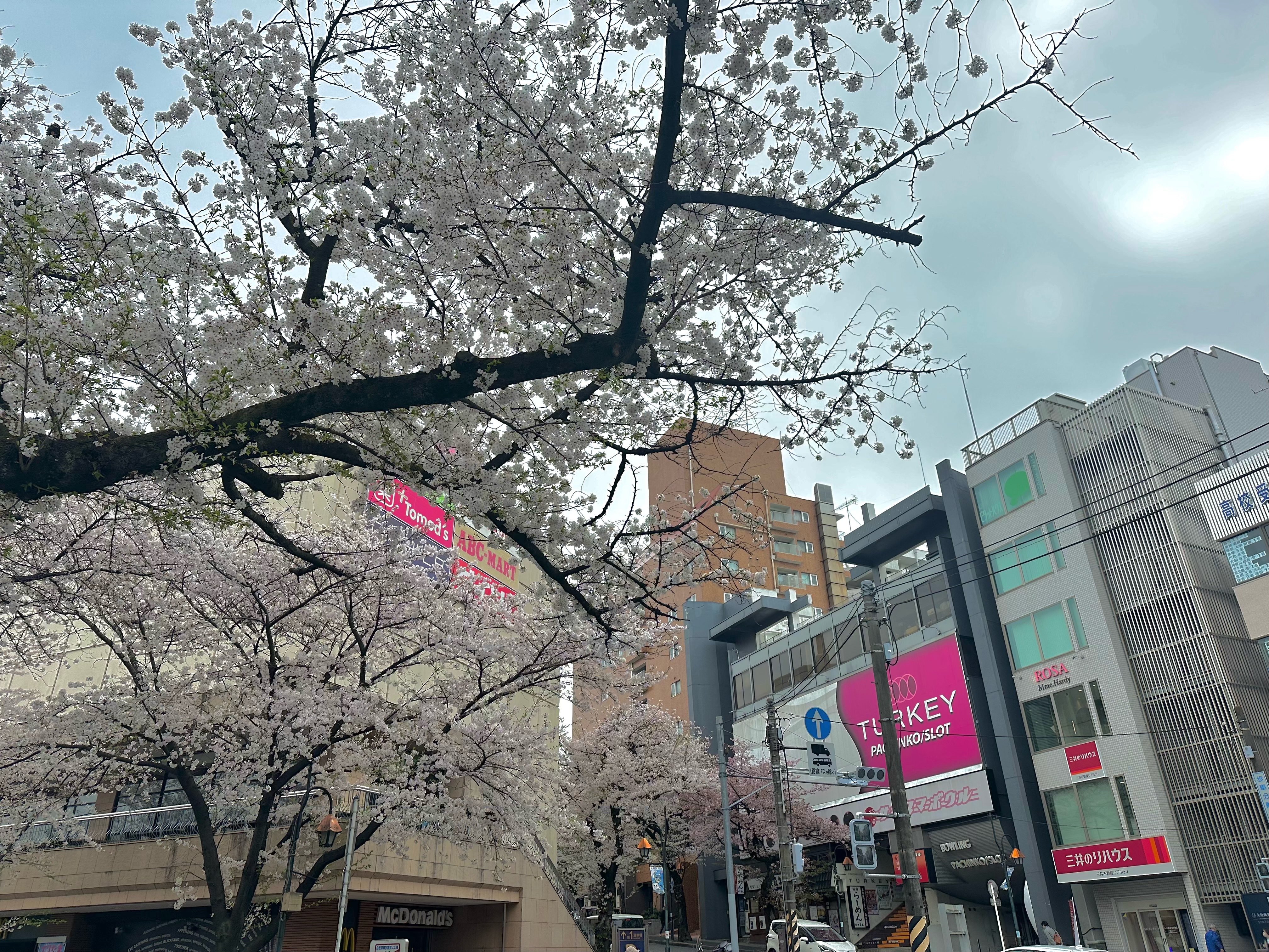 桜
