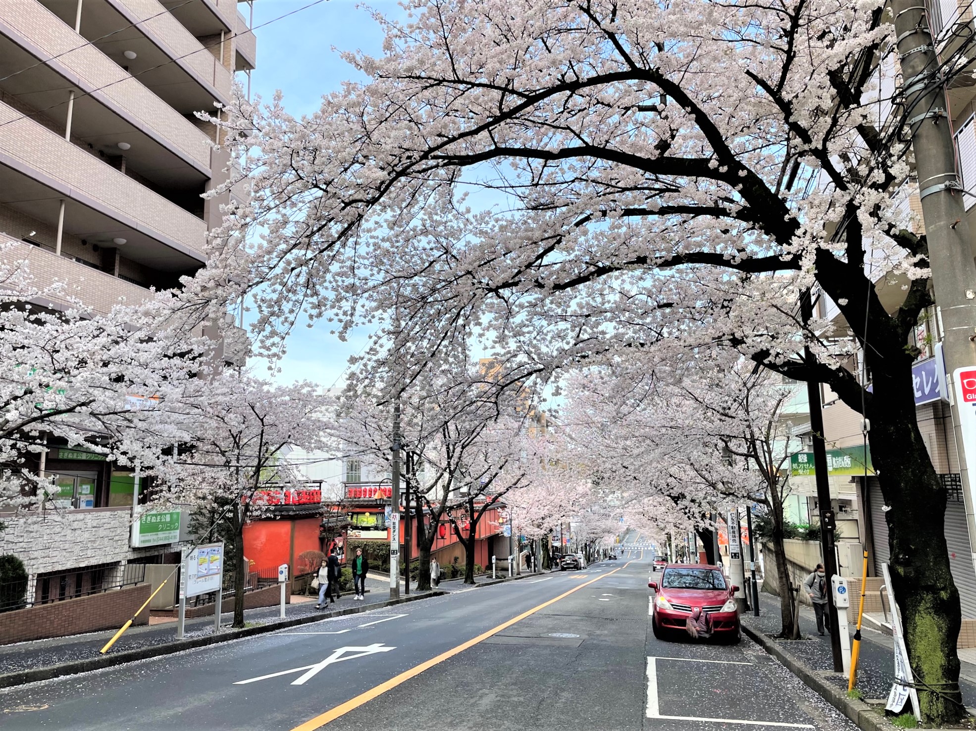 鷺沼駅前　桜
